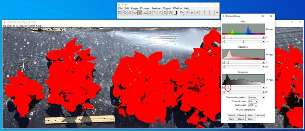 Screenshot of image analysis in the ImageJ software. The first “Brightness” slider is circled and is adjusted to include the leaves of the sweetpotato plant, for the image: sweetpotato plants on a mulched bed