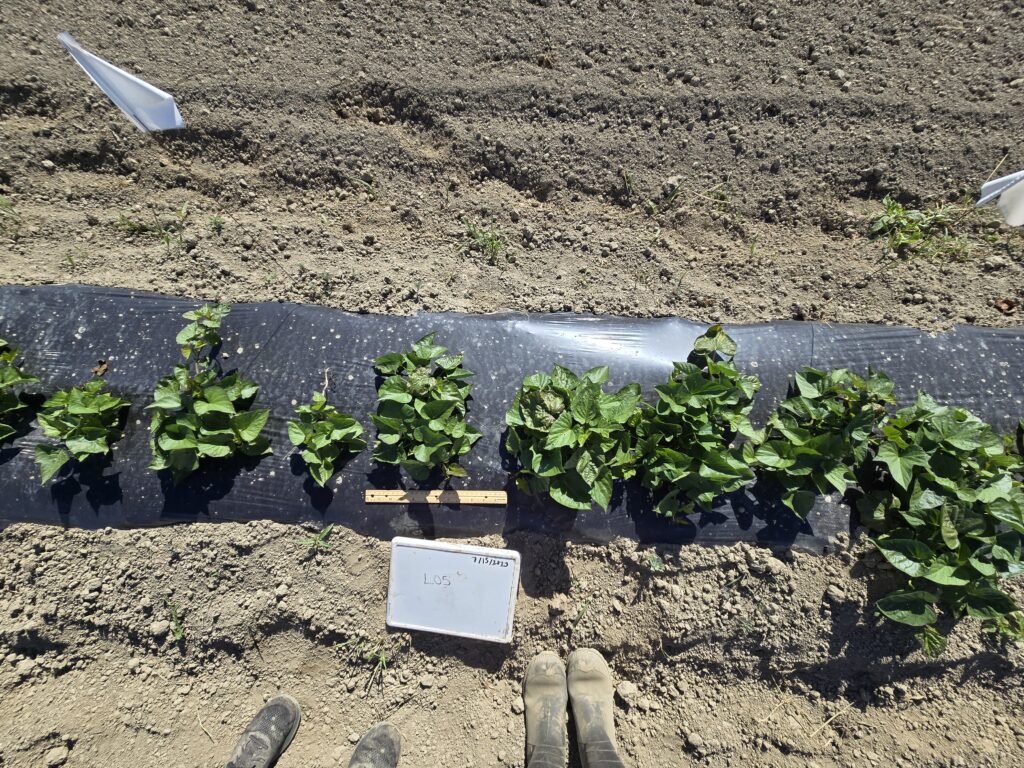 A row of sweetpotato plants on a mulched bed and a wooden ruler next to the plants