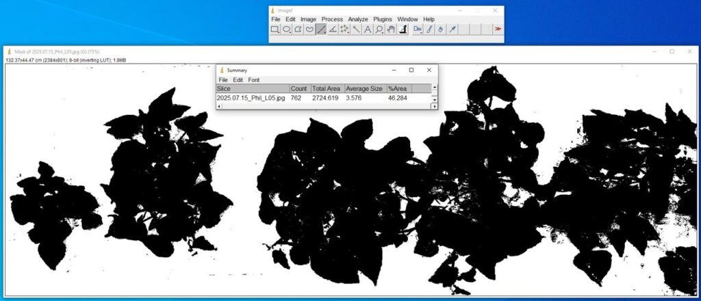 Screenshot of image analysis in the ImageJ software showing mask of the image being analyzed and a summary that lists the slice, count, total area, average size and percent area, for the image: sweetpotato plants on a mulched bed
