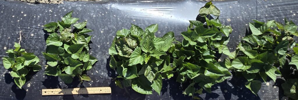 close-up of A row of sweetpotato plants on a mulched bed and a wooden ruler next to the plants
