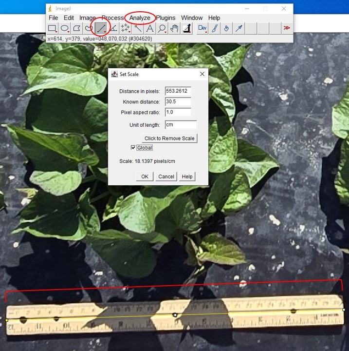 Screenshot of image analysis in the ImageJ software. The straight-line icon is circled, and a straight line in yellow has been applied along the center of the ruler in the photo.