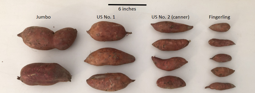 sorted sweetpotatoes size wise in 4 colums with the names: Jumbo, US no.1, US no.2(canner) and Fingerling. text reading 6 inches at the top of the sweetpotatoes