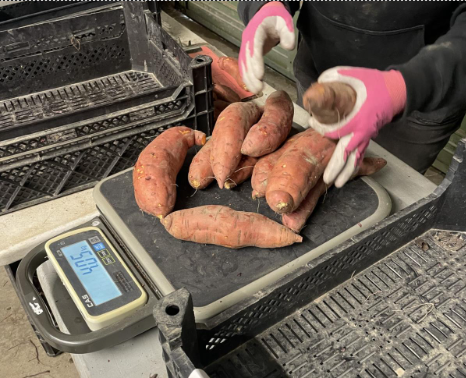 Person placing sweetpotato roots on a weighing scale
