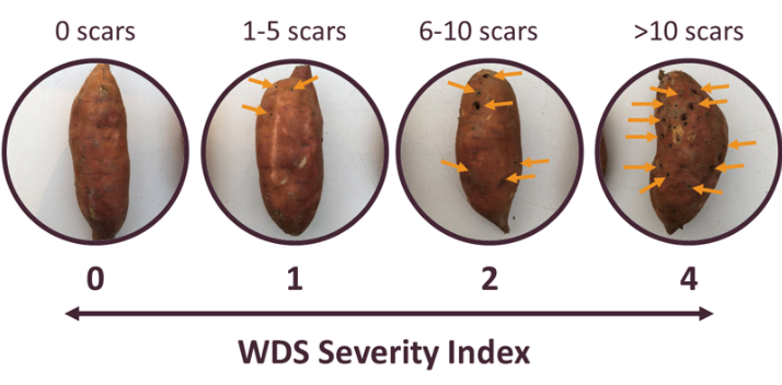 Sweetpotato with no scars, Sweetpotato with few scars, Sweetpotato with more than 6 scars, Sweetpotato with more than 10 scars