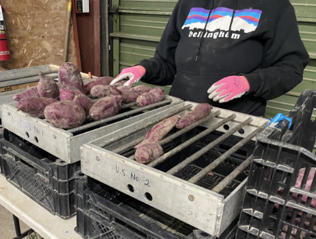 Person working on grading the sweetpotatoes on a metal grading racks