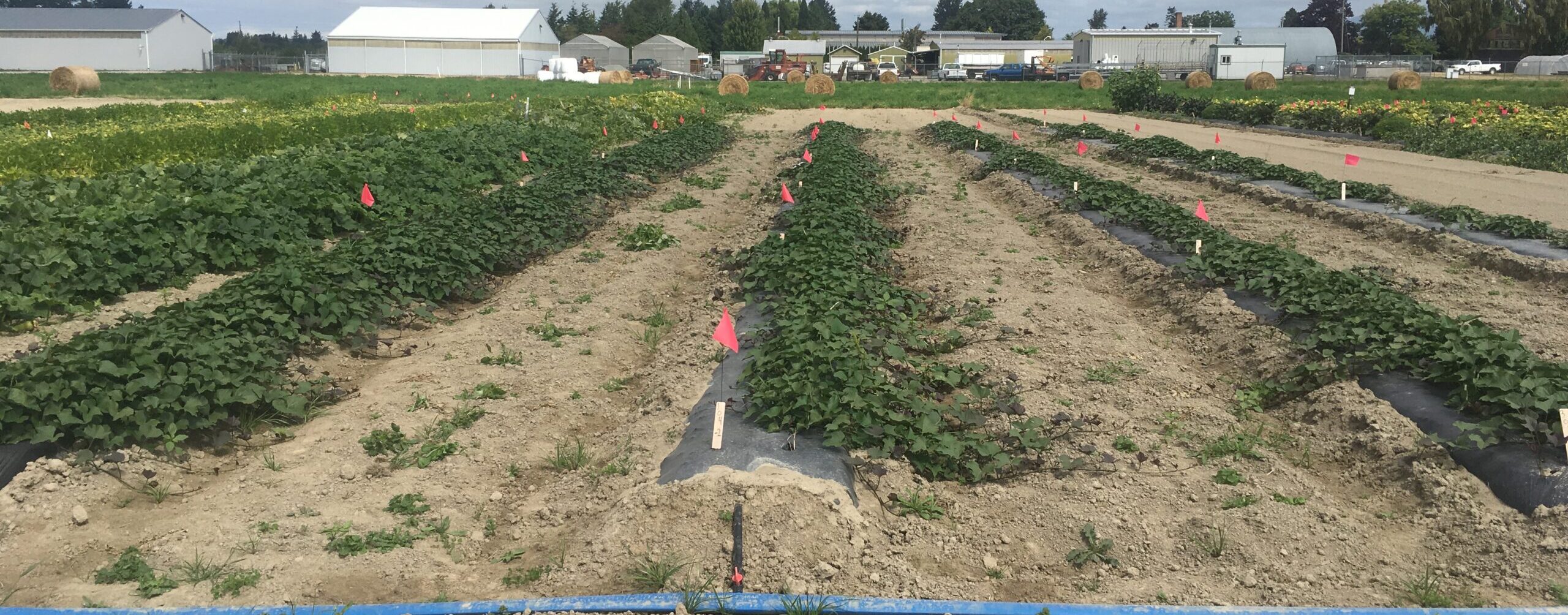 rows of sweetpotato beds in a field