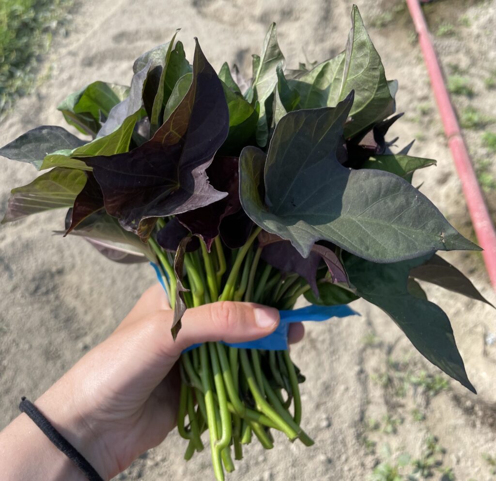 a hand holds a bundle of sweetpotato greens.