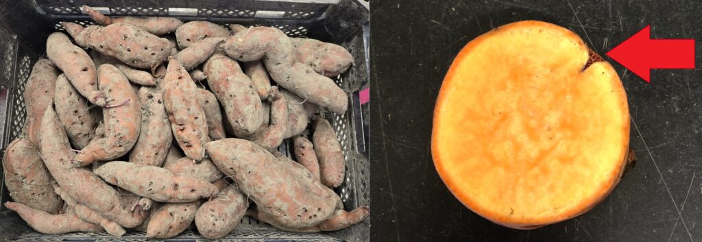 left, a crate of wireworm damaged sweetpotatoes. the roots are covered in holes. right, a root cross section showing an indent in the flesh due to wireworm damage.