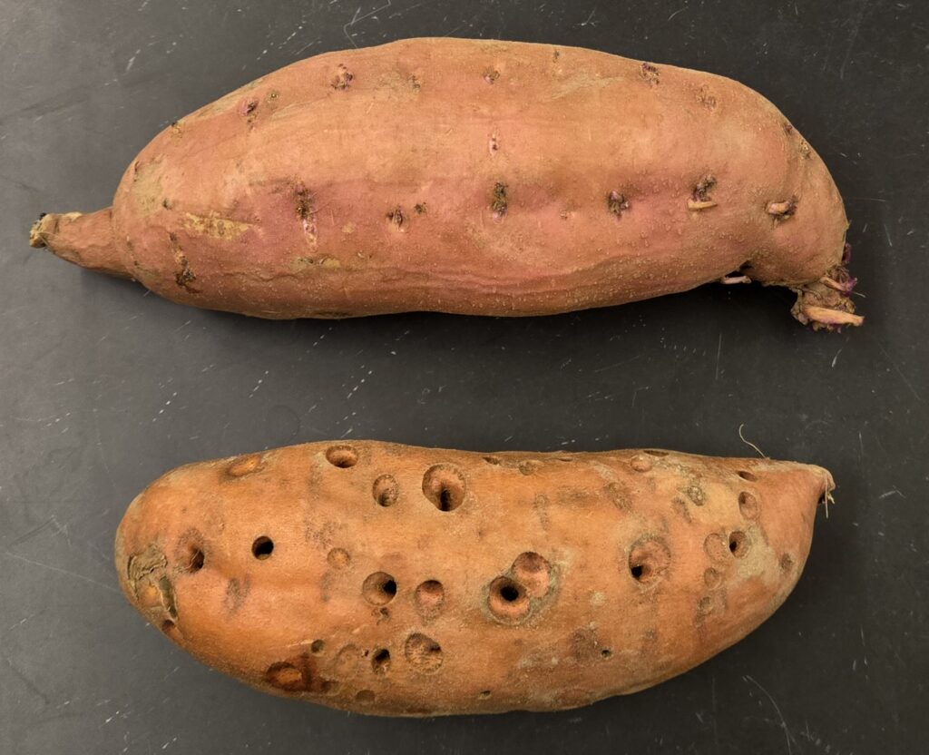 two sweetpotatoes. the top one is Cascade variety with pink skin. the bottom one is covington with orange skin and many deep holes from insect damage.
