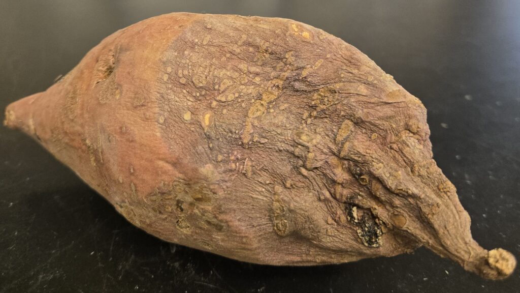a monaco sweetpotato root where one end is discolored and wrinkled indicating end rot