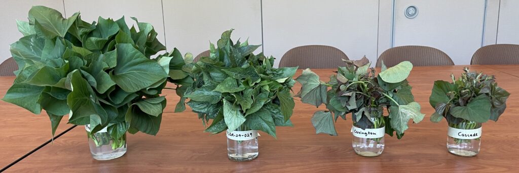 four jars of water contain bundles of sweetpotato greens sit on a table in a conference room. each jar contains a different sweetpotato variety but the same number of stems which showcases the differences in leaf shape, size, and vine length.