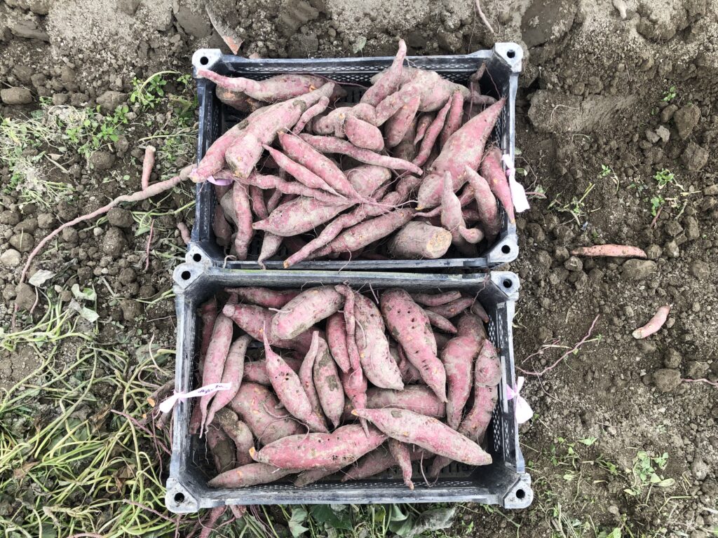 two crates of bayou belle roots showing the yield of 10 plants