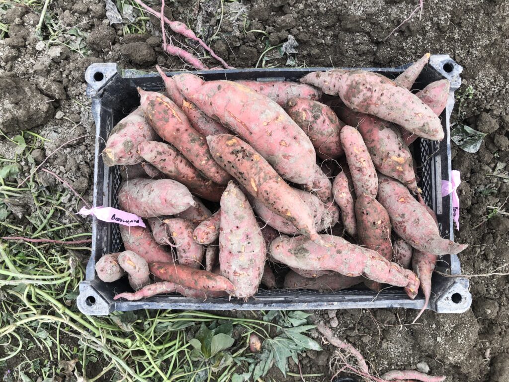 a crate of beauregard roots showing the yield of 10 plants