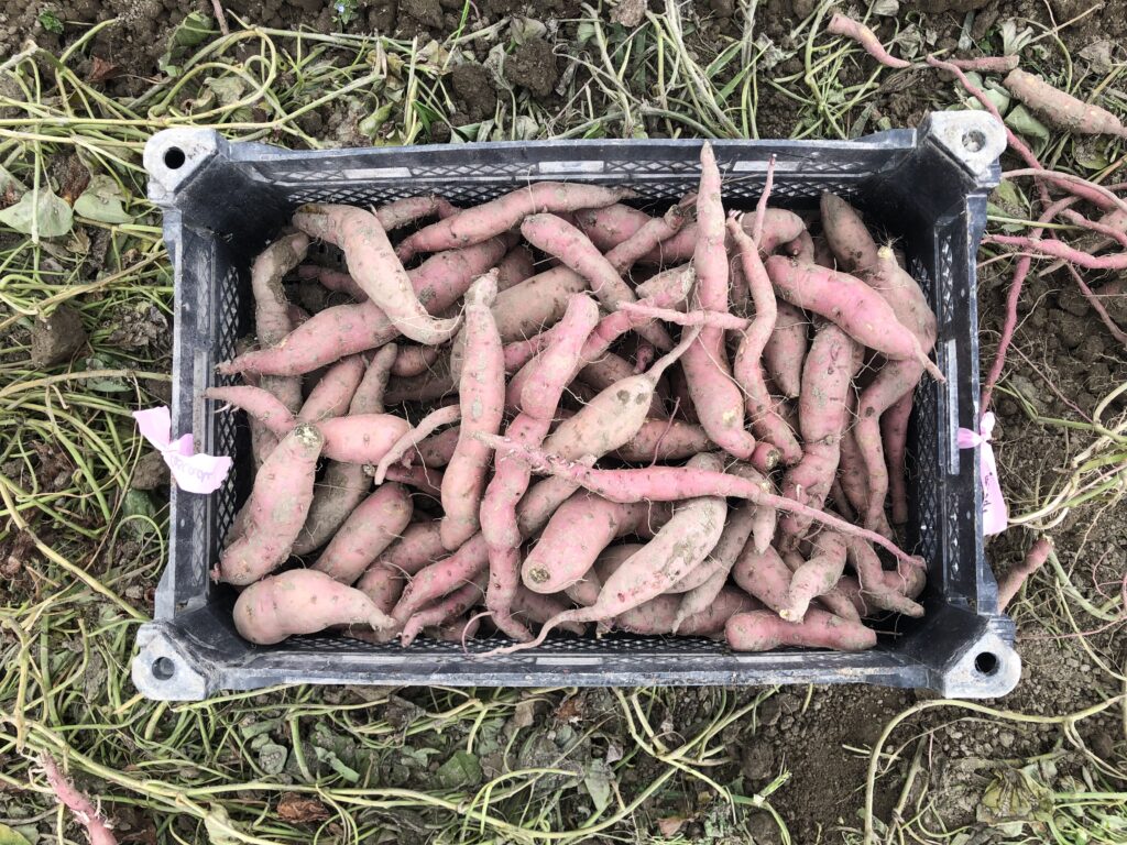 a crate of cascade roots showing the yield of 10 plants