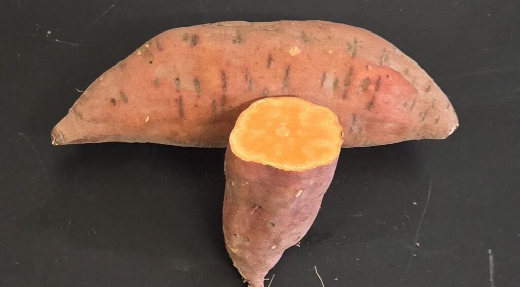 a covington root and cross-section showing the orange skin and orange flesh