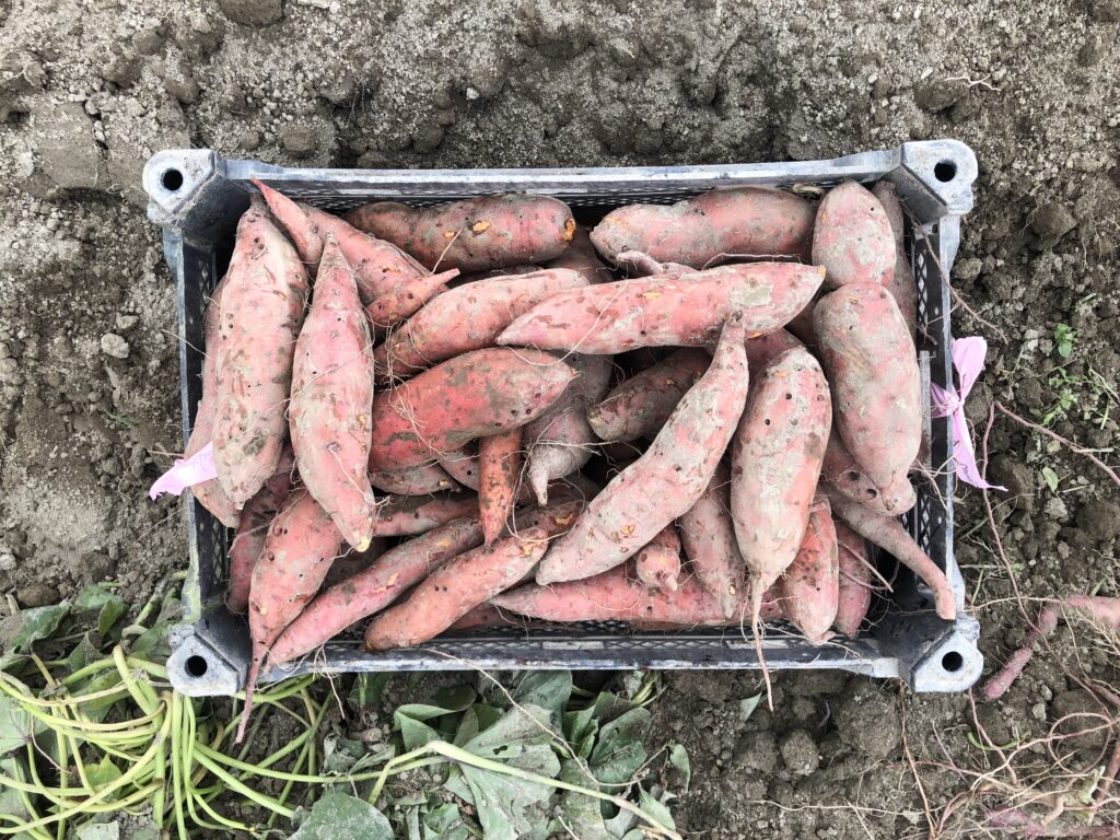 a crate of covington roots showing the yield of 10 plants