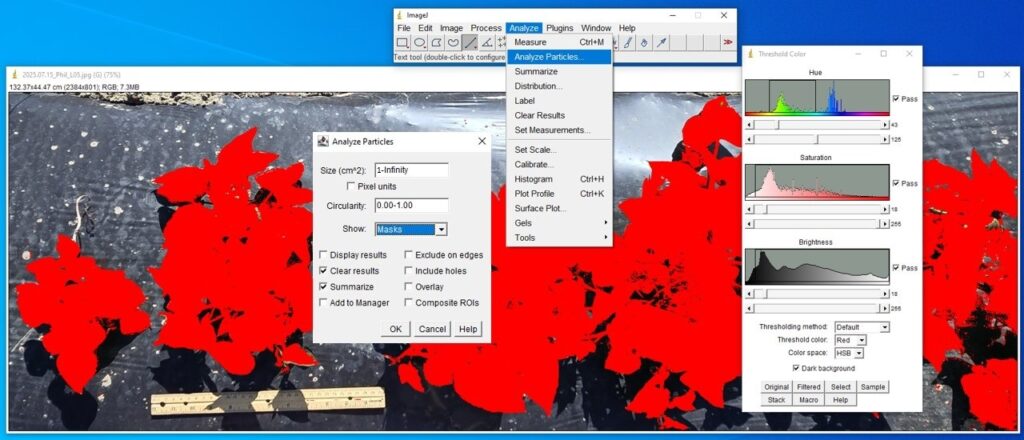 Screenshot of image analysis in the ImageJ software. The analyze tab is open and analyze particles is selected. The analyze particles window is open, size is set to 1-infinity, circularity is 0.00-1.00, Show is set to masks, clear results and summarize are selected. For the image: sweetpotato plants on a mulched bed