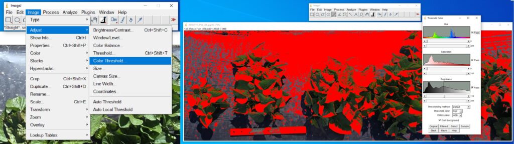 Screenshots of image analysis in the ImageJ software showing the image, adjust, and color threshold buttons (left) and the threshold color panel for the image: sweetpotato plants on a mulched bed (right).