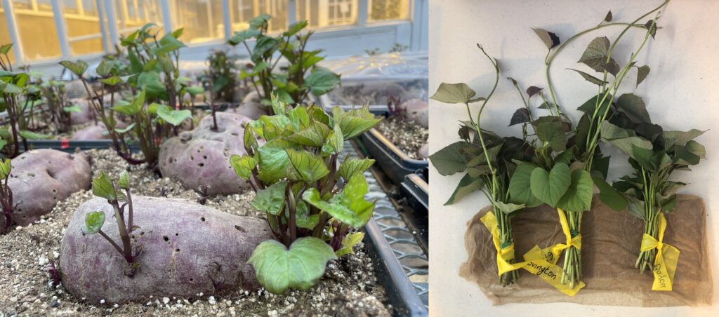 Left, purple sweetpotatoes sit in black plastic trays filled with soil inside a greenhouse. Leaves have begun to sprout from the sweetpotato roots. Right, three bundles of sweetpotato slips sit on a damp paper towel.