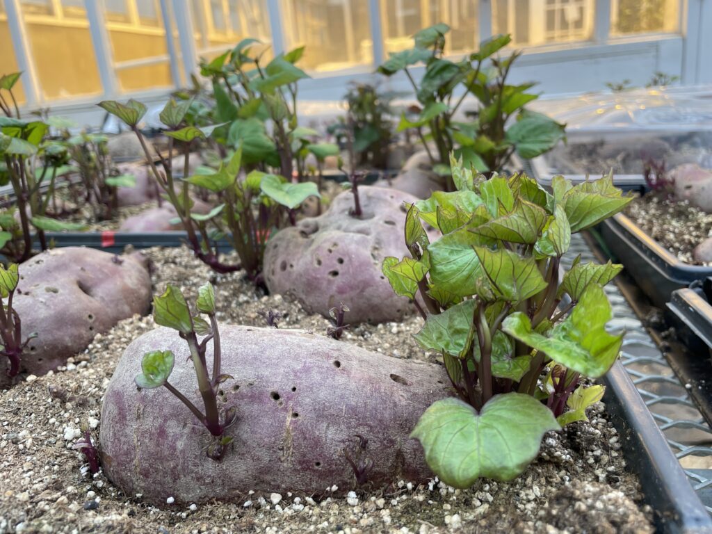 purple sweetpotatoes sit in black plastic trays filled with soil inside a greenhouse. Leaves have begun to sprout from the sweetpotato roots. 
