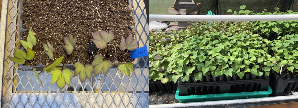 left, a black plastic tray contains soil and sweetpotato slips to establish roots before planting. right, a black plastic tray contains slips that have been rooted and are ready to be planted.