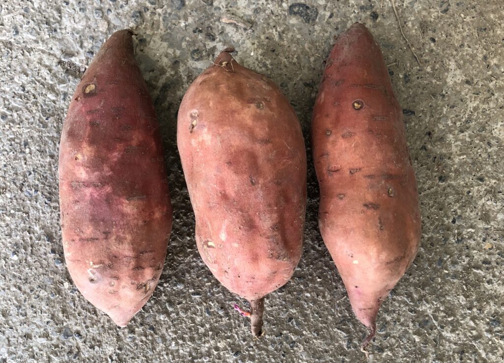 three large sweetpotato roots with red skin.