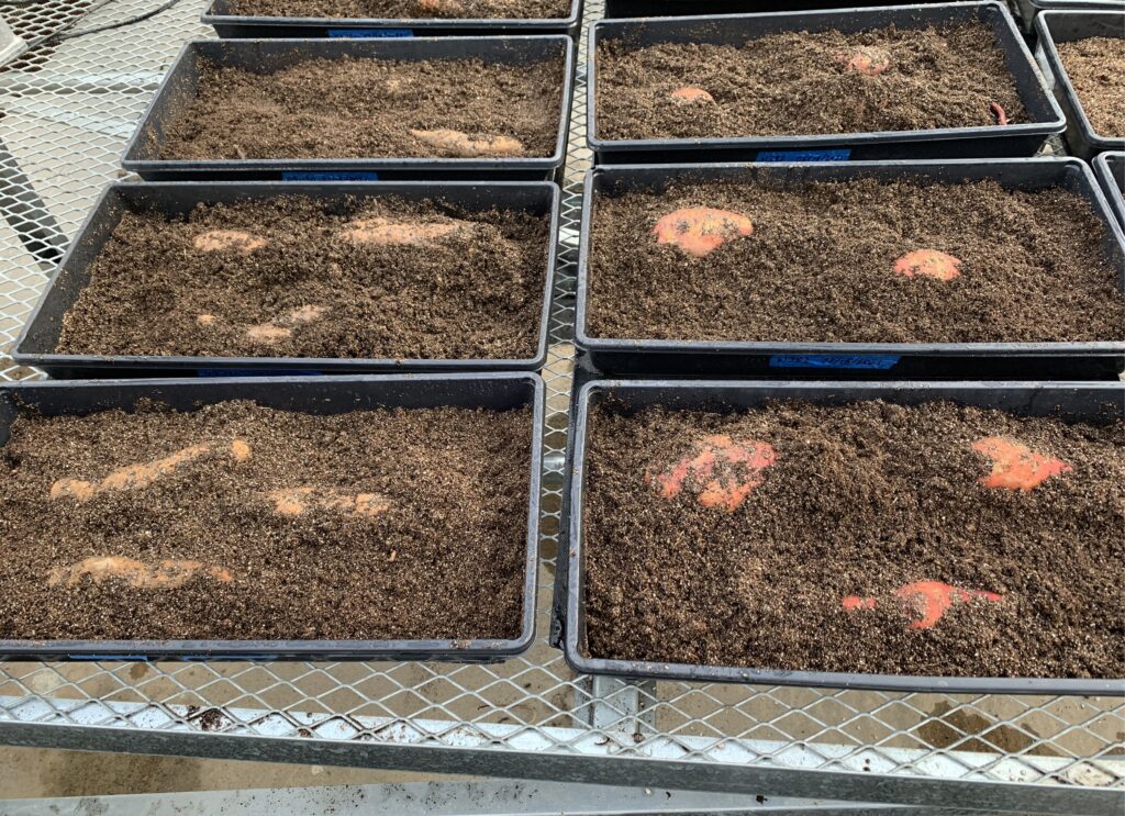 several black plastic trays contain sweetpotatoes covered in soil