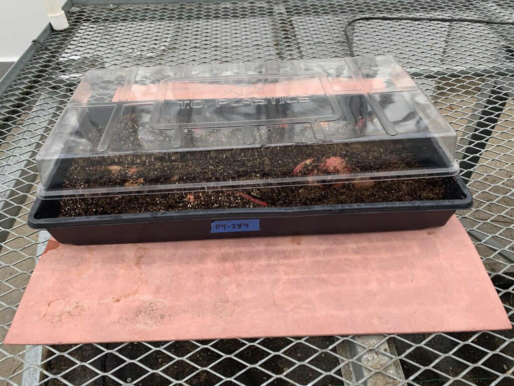a single black plastic tray filled with soil that covers sweetpotato roots. a clear plastic lid sits on top of the tray and below the tray is a heat mat.
