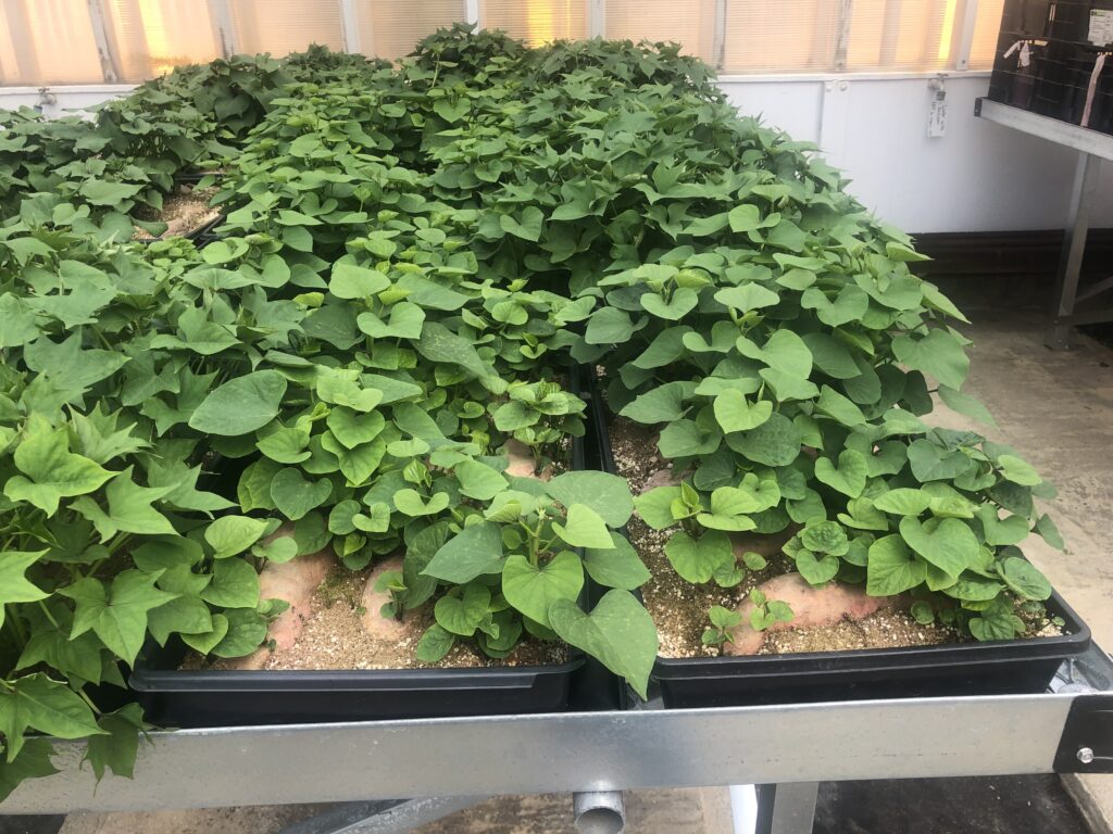 several black plastic trays contain soil and sweetpotatoes. vines and leaves have begun to sprout from the sweetpotato roots.