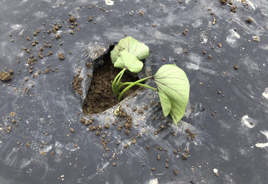 a sweetpotato slip sits in a soil bed covered with black mulch