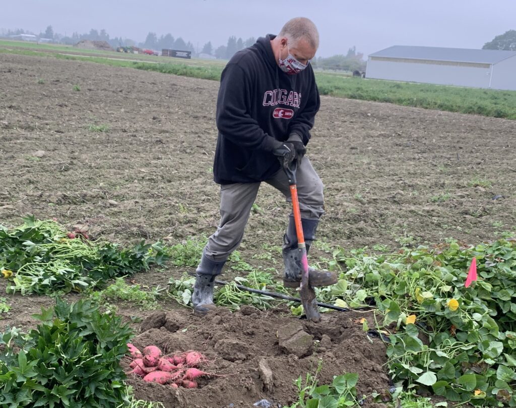 a researcher in the field uses a shovel to raise the sweetpotato roots from beneath the dirt.