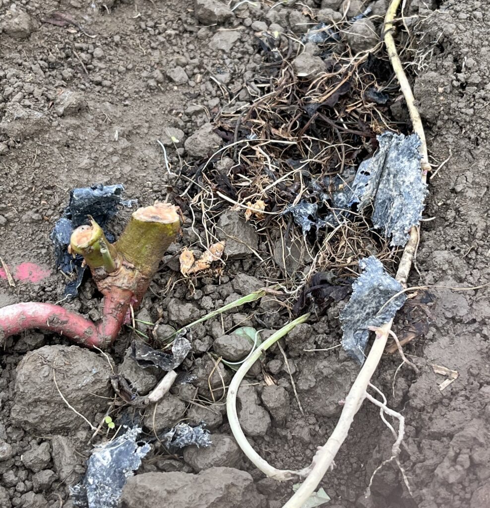 a rats nest in a sweetpotato bed tangled in roots, soil, and plastic mulch.