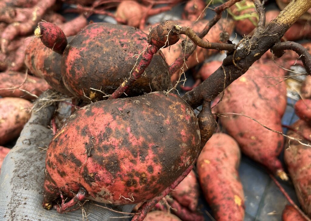 a gloved hand holds sweetpotato roots covered in dark brown circular spots known as scurf