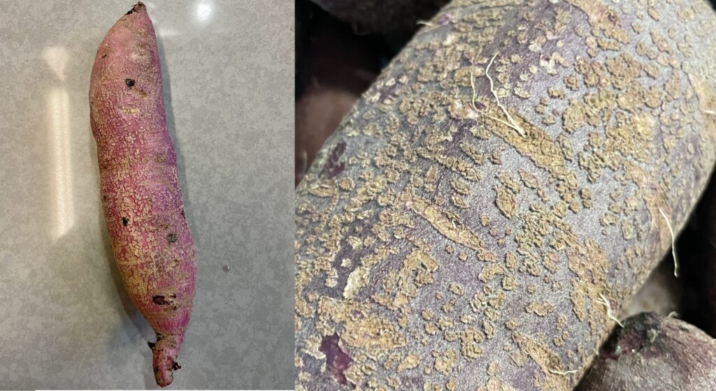 left, pink skinned sweetpotato root and right, purple skinned sweetpotato root. both have light brown/tan scales which are enlarged lenticels.