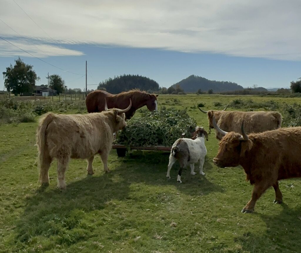 sweetpotato greens on a cart surrounded by a horse, 3 horned cows, and a goat outside on a farm. the animals approach the cart to eat the greens.