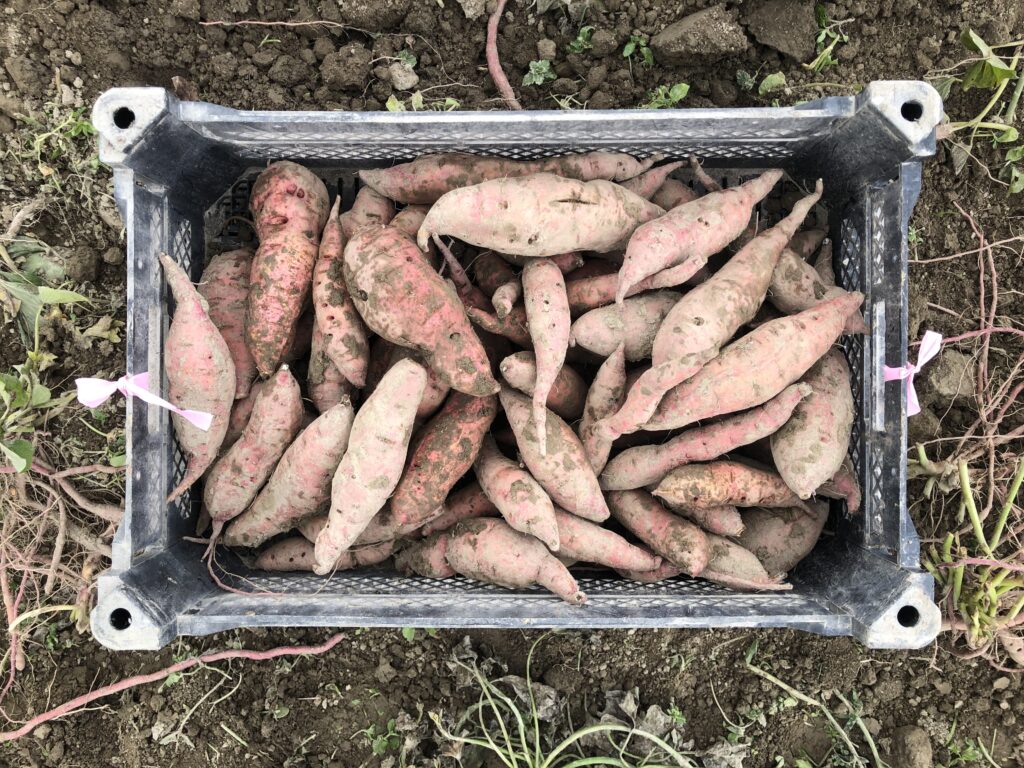a crate of monaco roots showing the yield of 10 plants