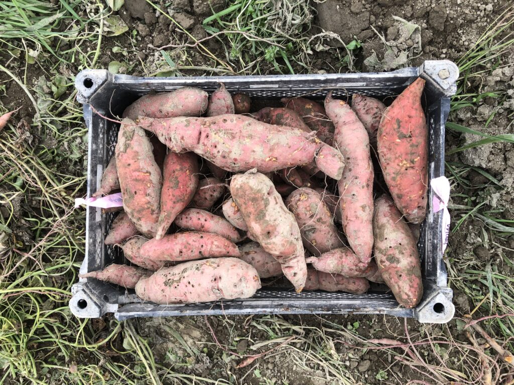a crate of orleans roots showing the yield of 10 plants