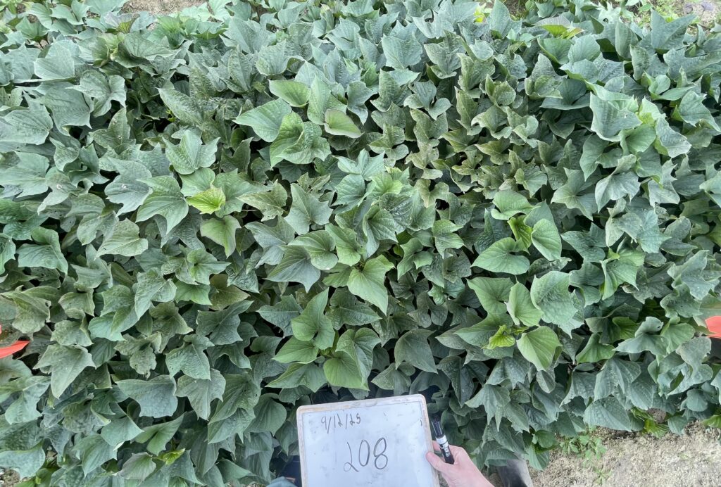 purple majesty plants and leaves