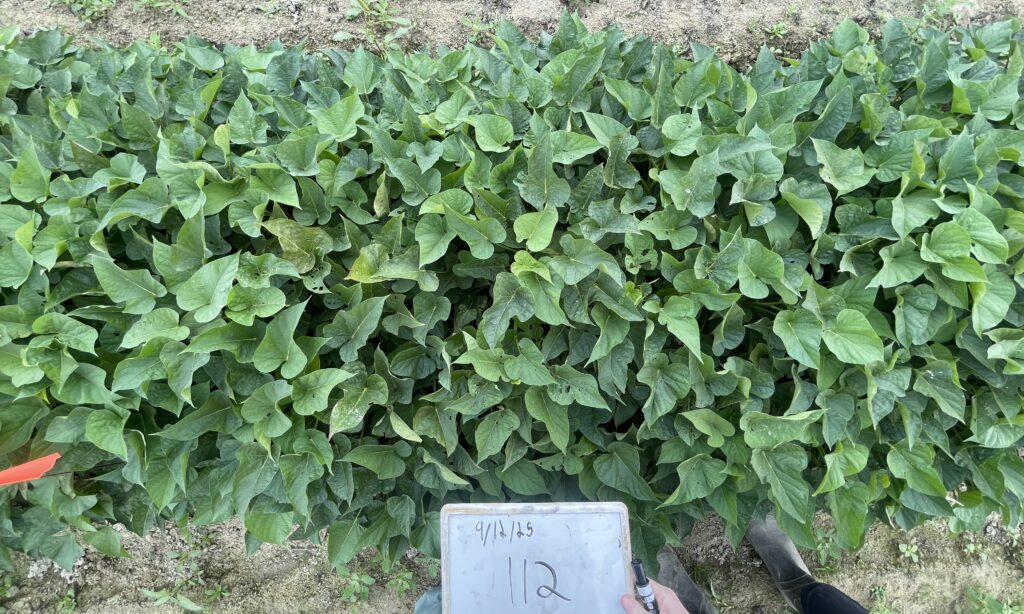 purple splendor plants and leaves