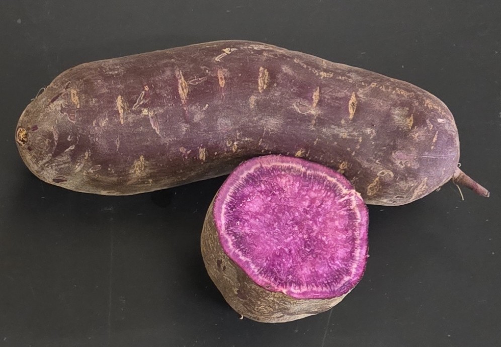 a purple splendor root and cross-section showing the purple skin and purple flesh