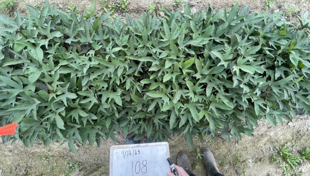 sakura plants and leaves