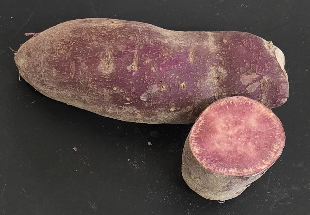 a sakura root and cross-section showing the purple red skin and light purple flesh