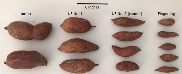 There are four market class categories, jumbo, US number 1, US number 2 (canner), and fingerling. Sweetpotato roots of varying sizes sit below the categories they fit into. There is a line indicated 6 inches for scale.