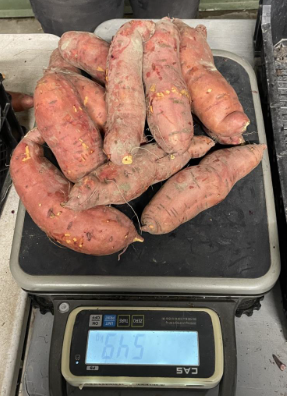 Orange skinned sweetpotatoes on a weighing scale showing: 5.49 k.g