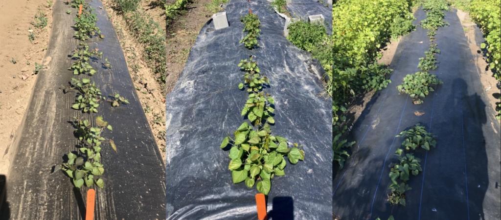 left, a row of sweetpotato plants in the field with polyethylene mulch. middle, a row of sweetpotato plants in the field with silage tarp as mulch. right, a row of sweetpotato plants in the field with landscape fabric as mulch.