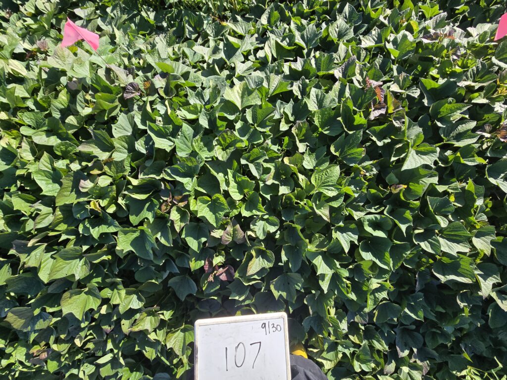 bayou belle plants and leaves