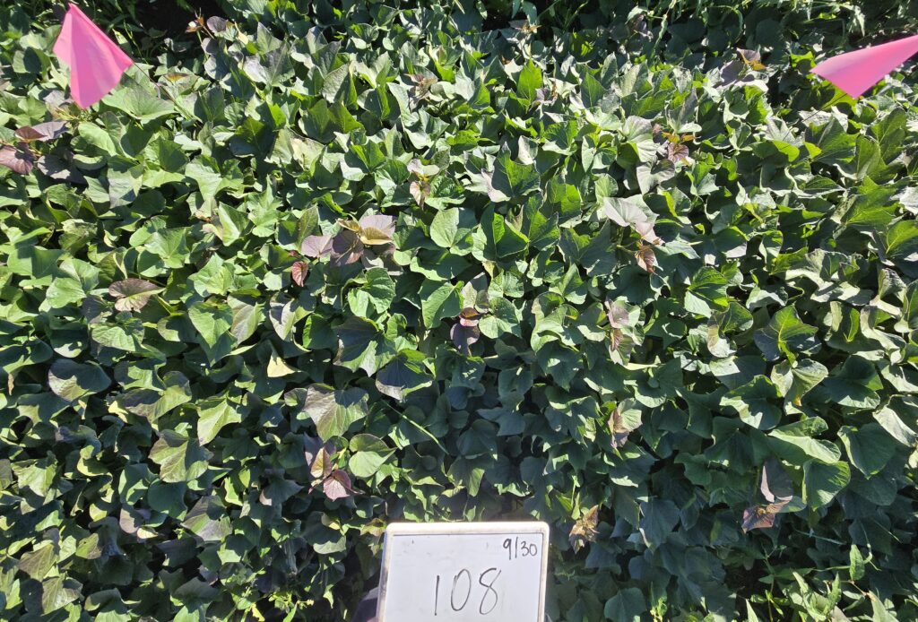 beauregard plants and leaves