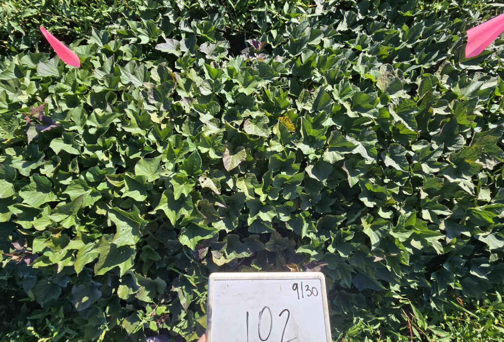 covington plants and leaves