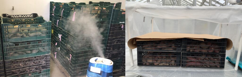 left, stacks of crates filled with sweetpotatoes in a curing room with a humidifier. right, a curing chamber with four crates of sweetpotatoes covered with kraft paper under a PVC pipe frame and clear plastic.