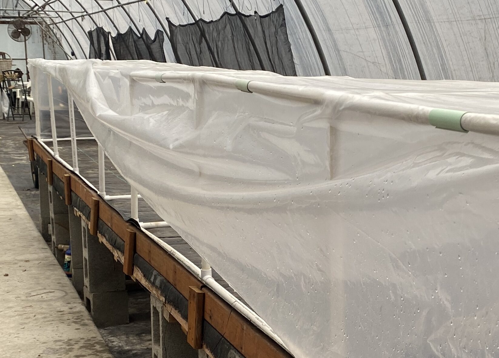 large curing chamber created out of PVC pipes covered with plastic inside a greenhouse.